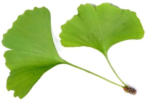 Το zxcvbnmqwalt περιέχει το ginkgo bilobe